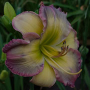 Coat of Many Colors Daylily